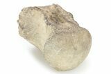 Fossil Mosasaur (Clidastes) Cervical Vertebra - Texas #251247-1